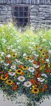 Flowers At The Window
