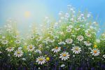 Spread A Little Sunshine